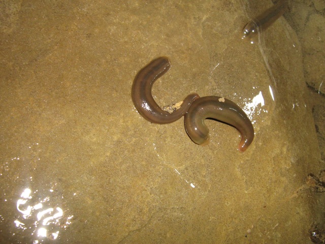 Sanguisughe Erpobdella sp.